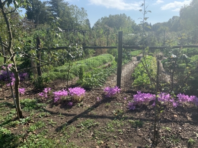 North garden with coclchicum