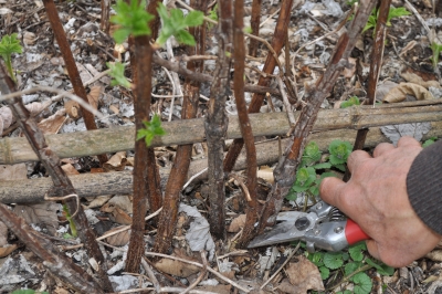 Pruning back 2-year-old raspberry canes