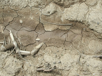 Cracked, bare clay soil