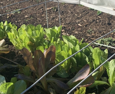 Lettuce after freeze, November