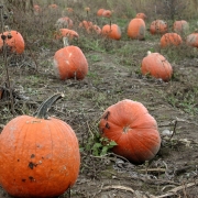 Field of pumpkins