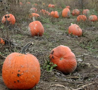 Field of pumpkins