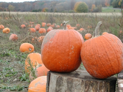 Pumpkins in the field