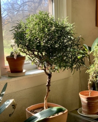 Rosemary tree in window