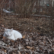 Cat on leafy mulch