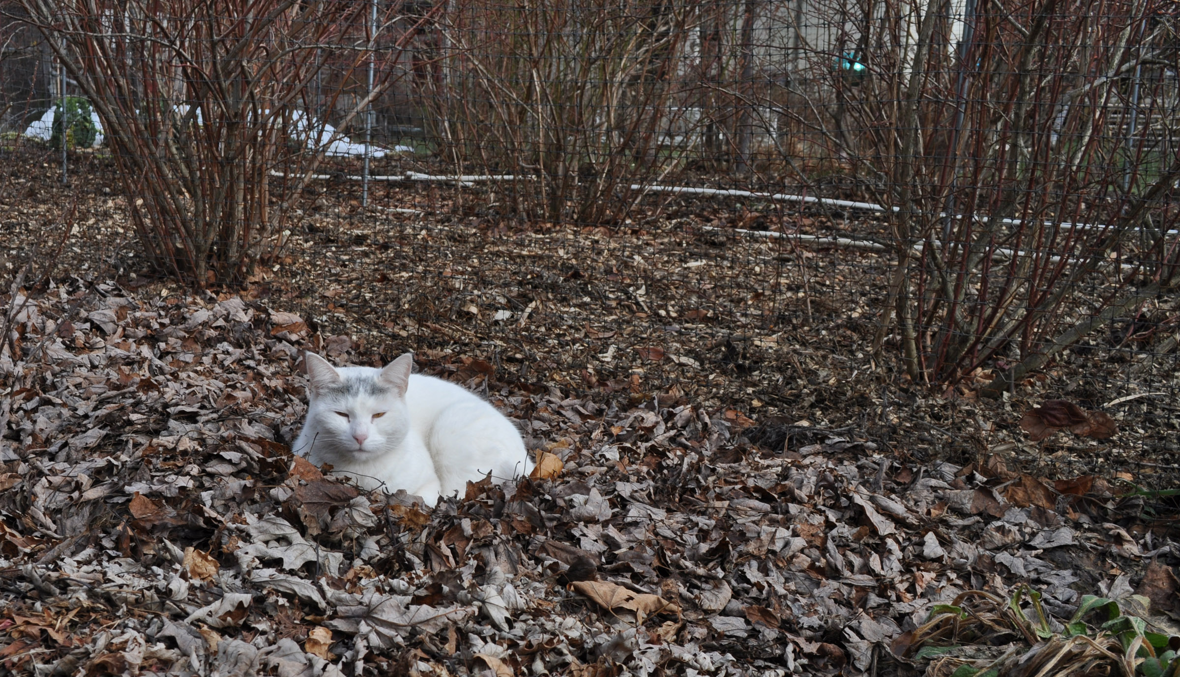 Cat on leafy mulch