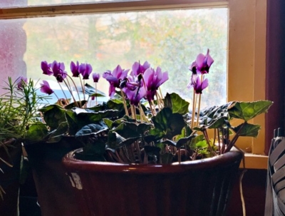 cyclamen in mudroom window