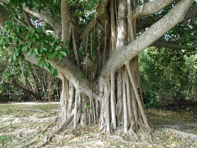 Aerial roots of tropical fig species