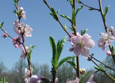 Peach blossoms on young stems