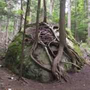 Tree roots in the Adirondacks, growing over boulder