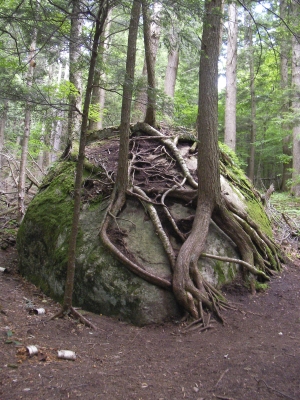 Tree roots ni the Adirondacks, growing over boulder