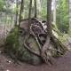 Tree roots in the Adirondacks, growing over boulder