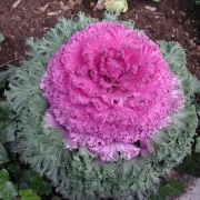 Flowering kale with pink center
