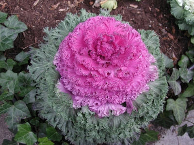 Flowering kale with pink center