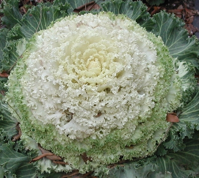 Flowering kale with white center