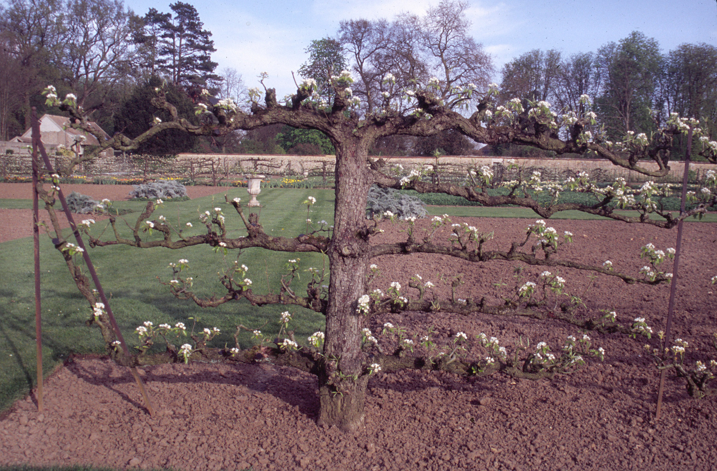 Espalier pear tree