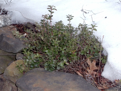 Lingonberry emerging from snow cover