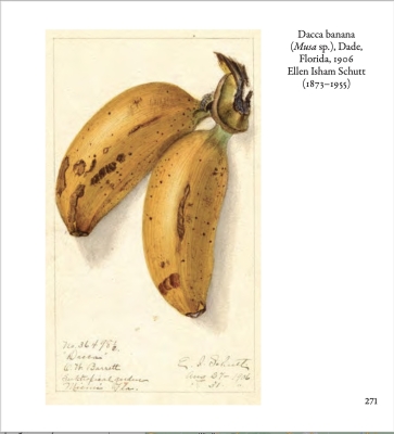 A plug for my book Fruit: From the USDA Pomological Watercolor Collection; one of the beautiful, 100-yr-old watercolors