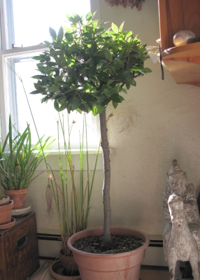 Tree-like bay laurel in pot