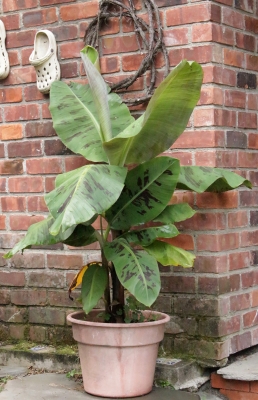 Banana plant in summer