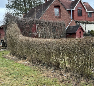 Privet hedge in winter