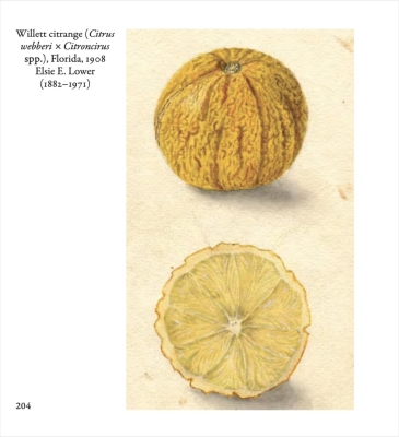 Watercolor of Willits Citrange