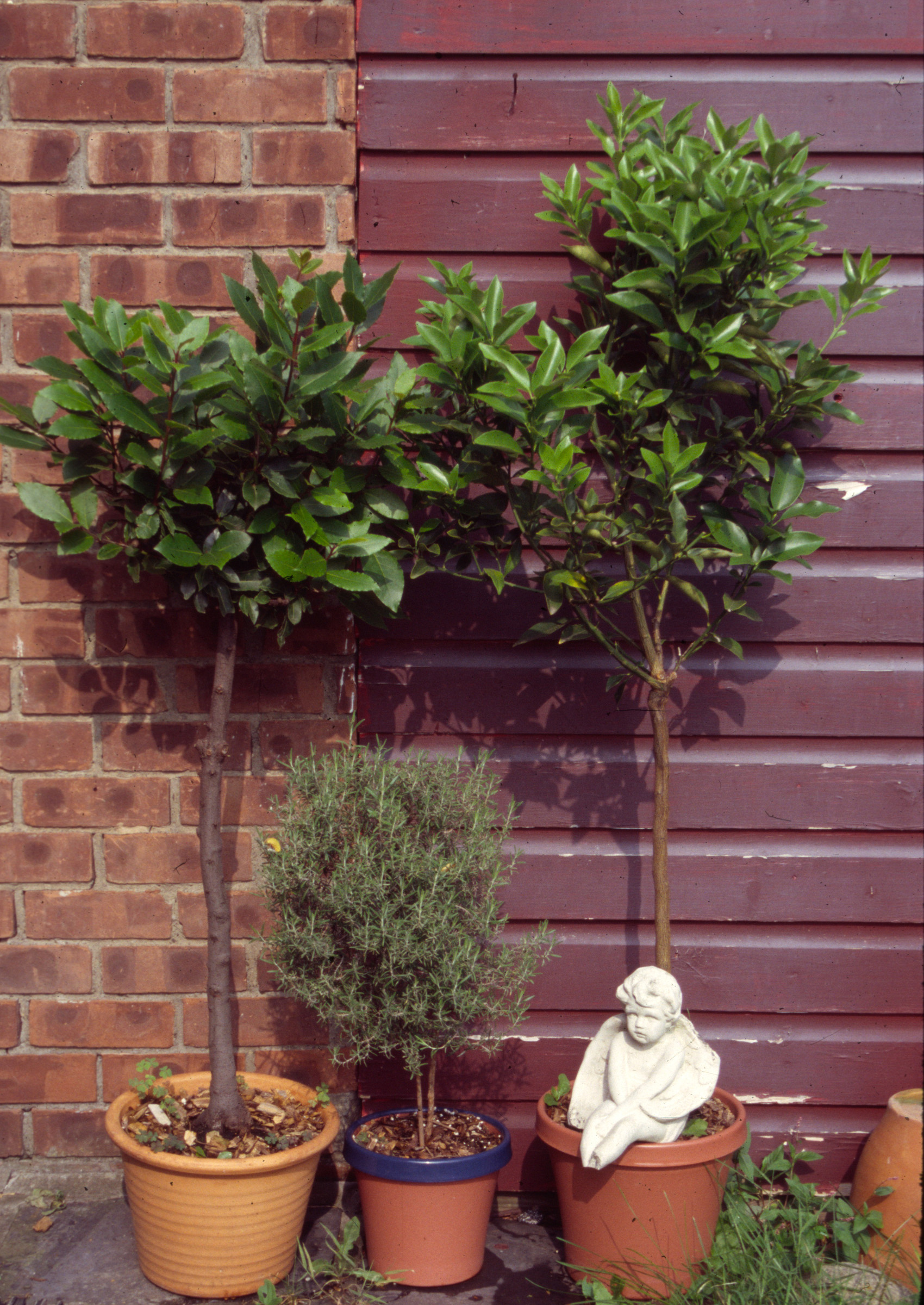 Standard bay, rosemary, kumquat