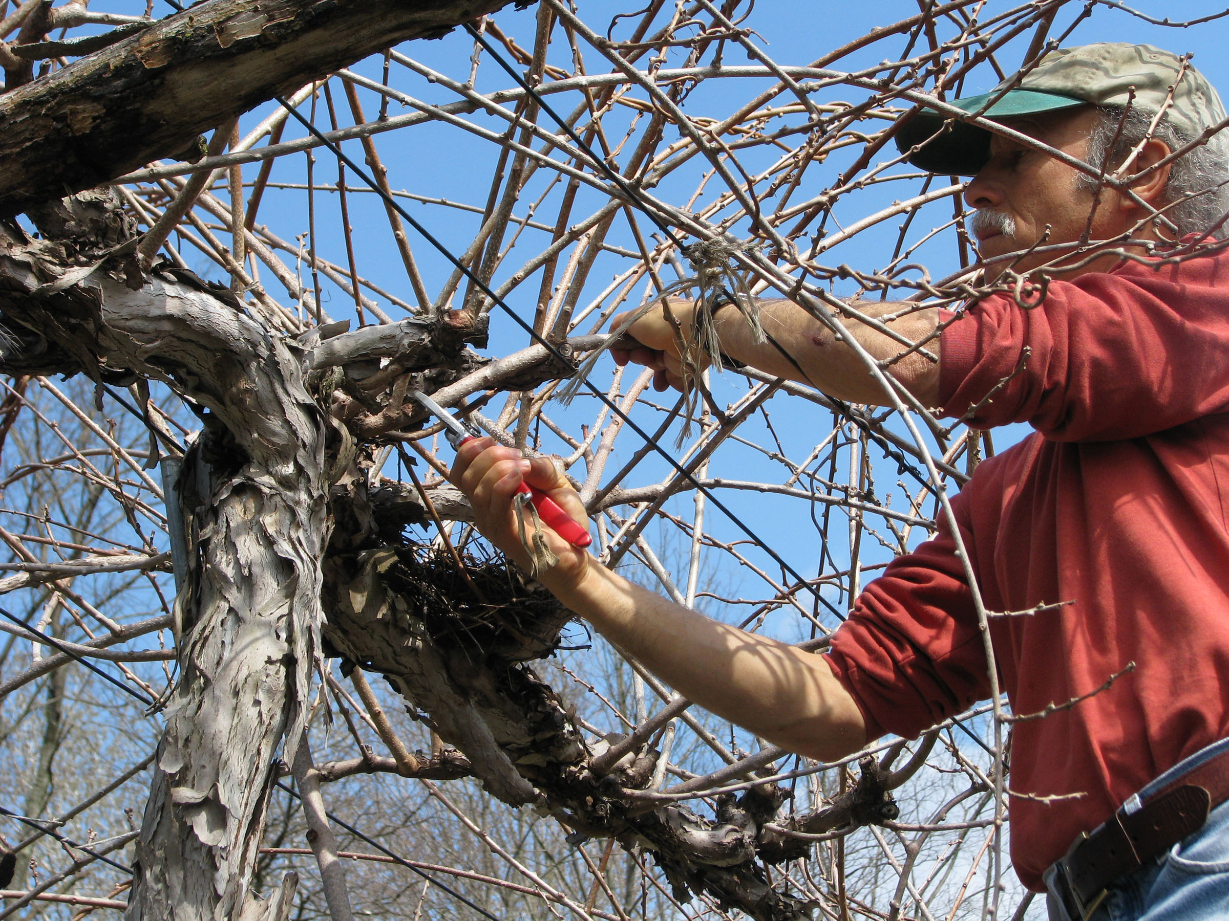 Pruning kiwi