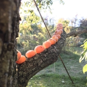 Persimmon fruit perched on branch
