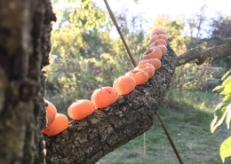 Persimmon fruit perched on branch