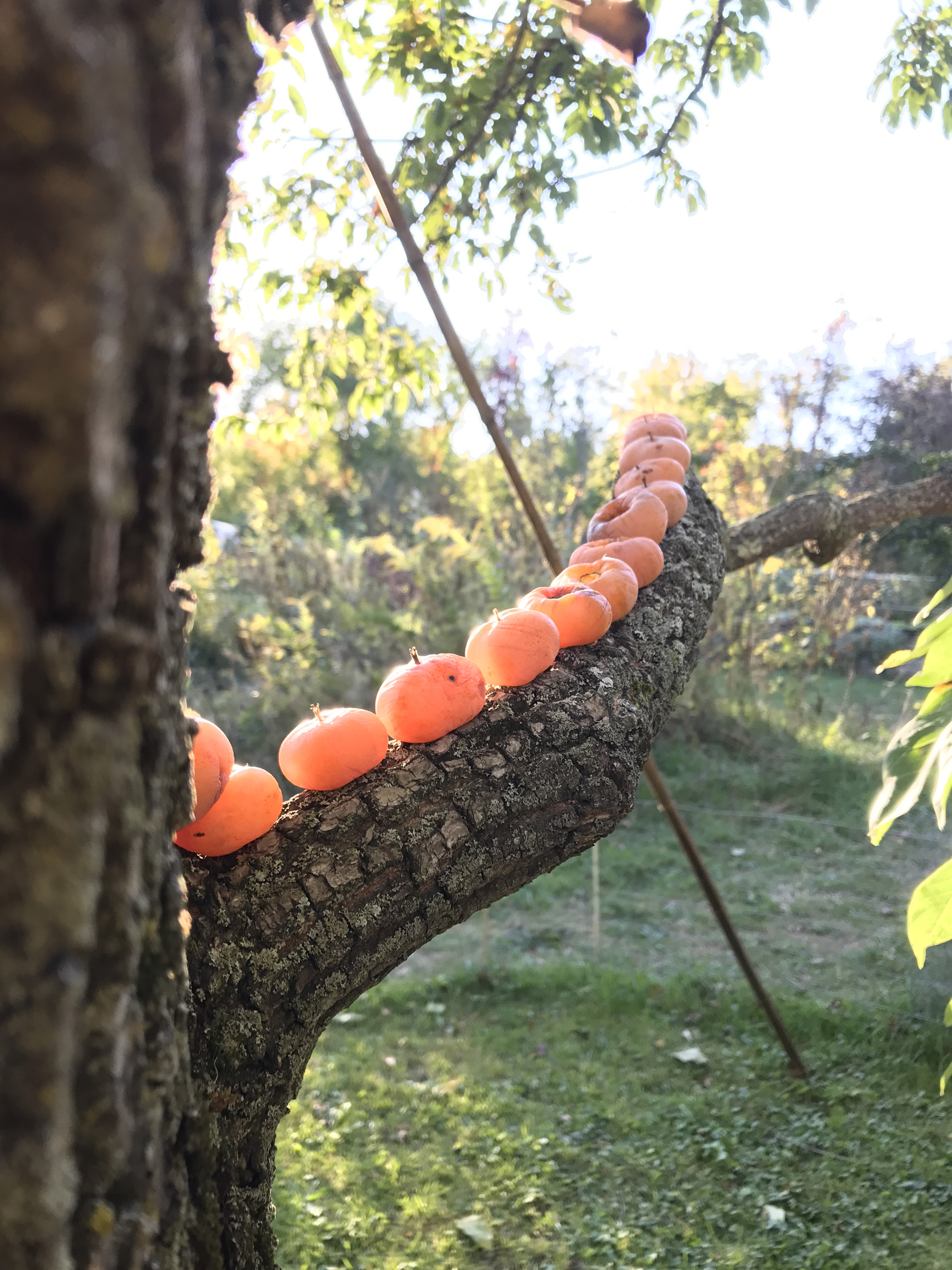 Persimmon fruit perched on branch