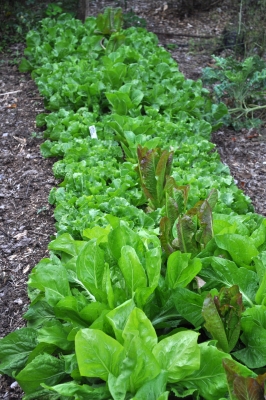 Endive bed, with lettuce