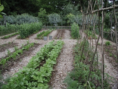 Vegetable garden with trellis