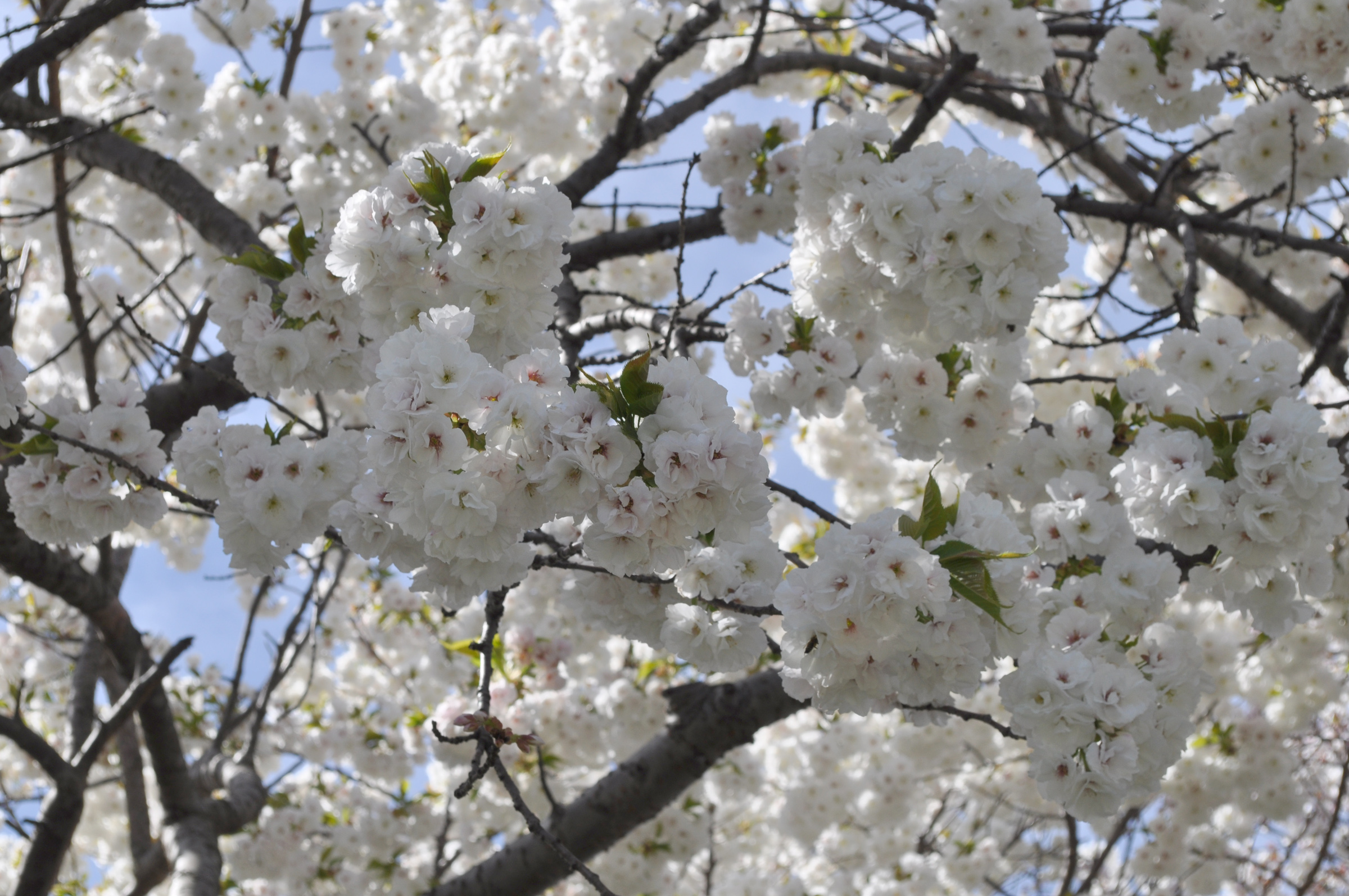 Cherry blossoms