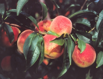 Peach fruit on branch