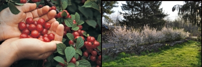 Nanking cherry fruits and flowers