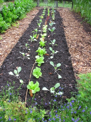 Cabbage, lettuce interplant
