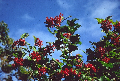 Highbush cranberry with fruit