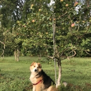 Dwarf Liberty apple tree & Sammy