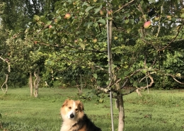 Dwarf Liberty apple tree & Sammy