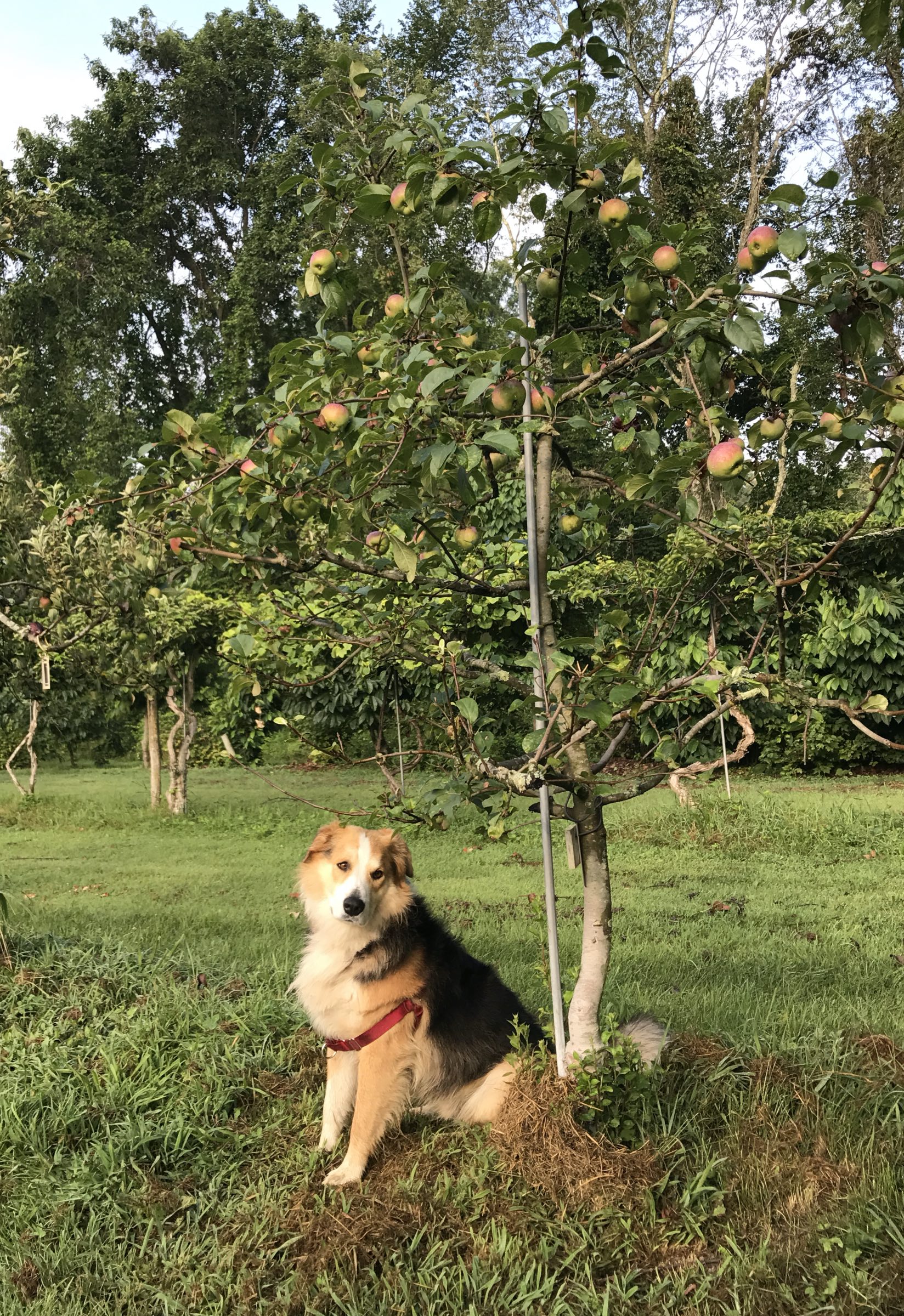 Dwarf Liberty apple tree & Sammy