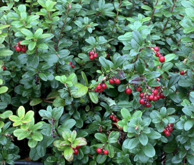 Lingonberry with fruit
