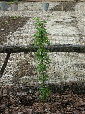 Step one for red currant espalier