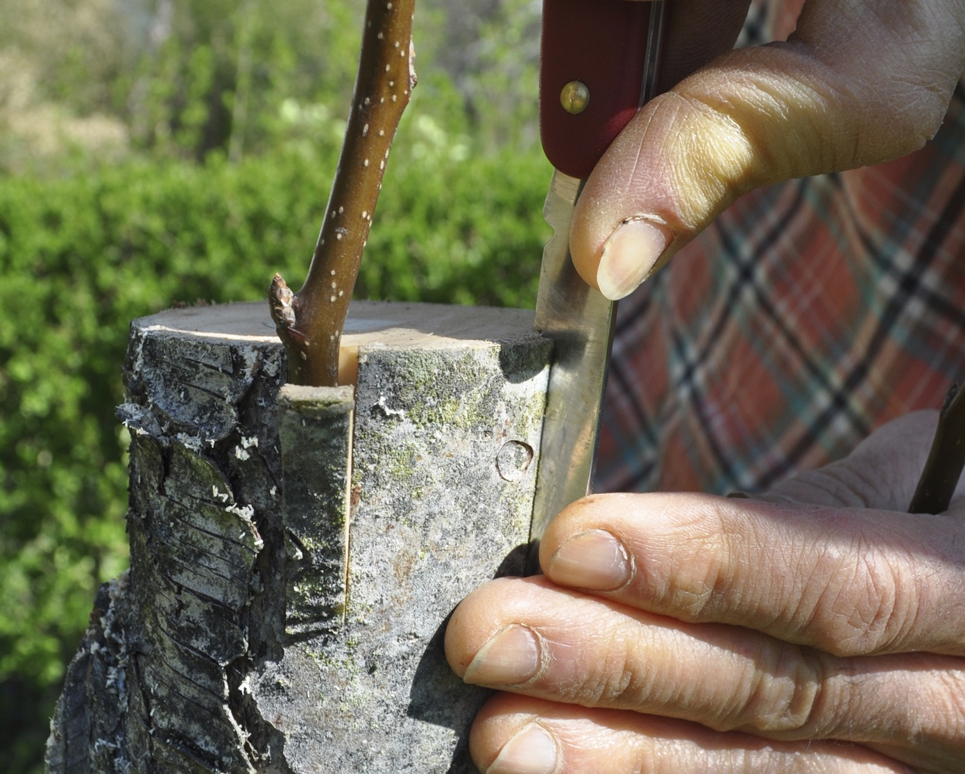 Slitting bark of rootstock