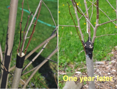 Bark graft in process and 1 year later