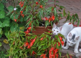 Cats with potted begonias