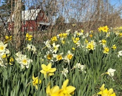 Daffodils at Bradley Farm