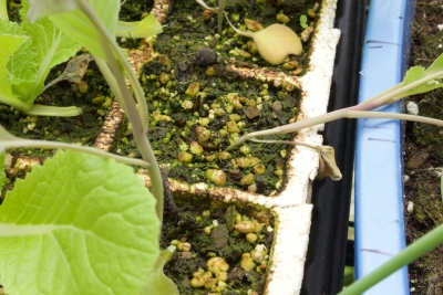 Damping off disease of cabbage seedling
