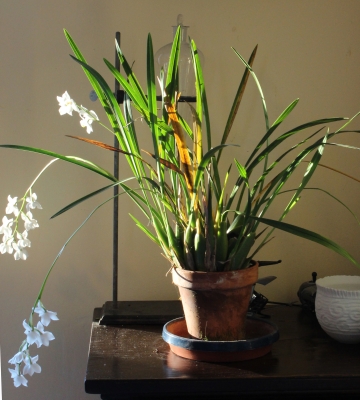 Orchid plant, with equal parts wood chips added to mix