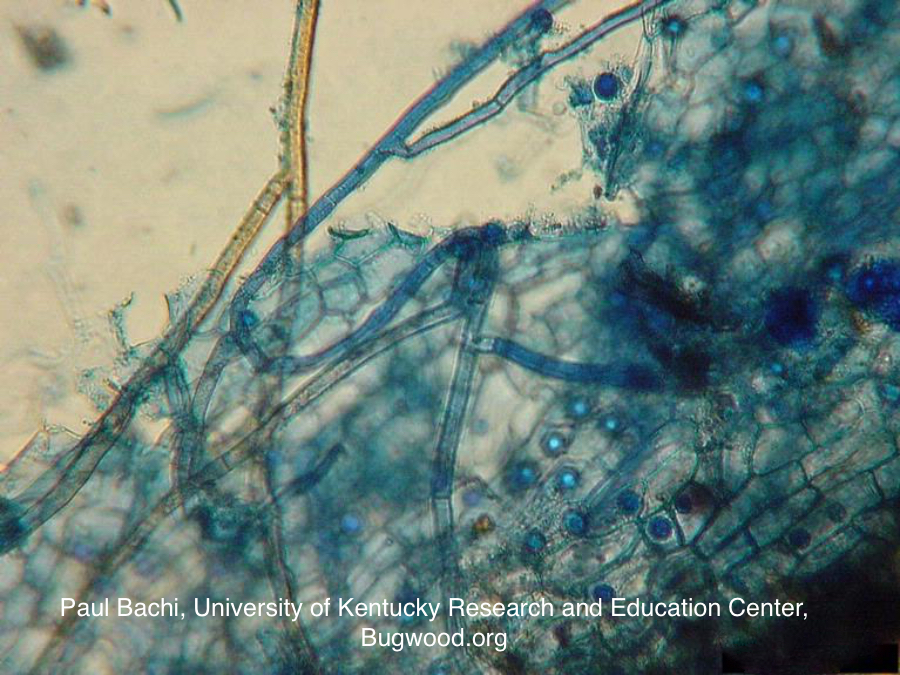 Rhizoctonia damping off